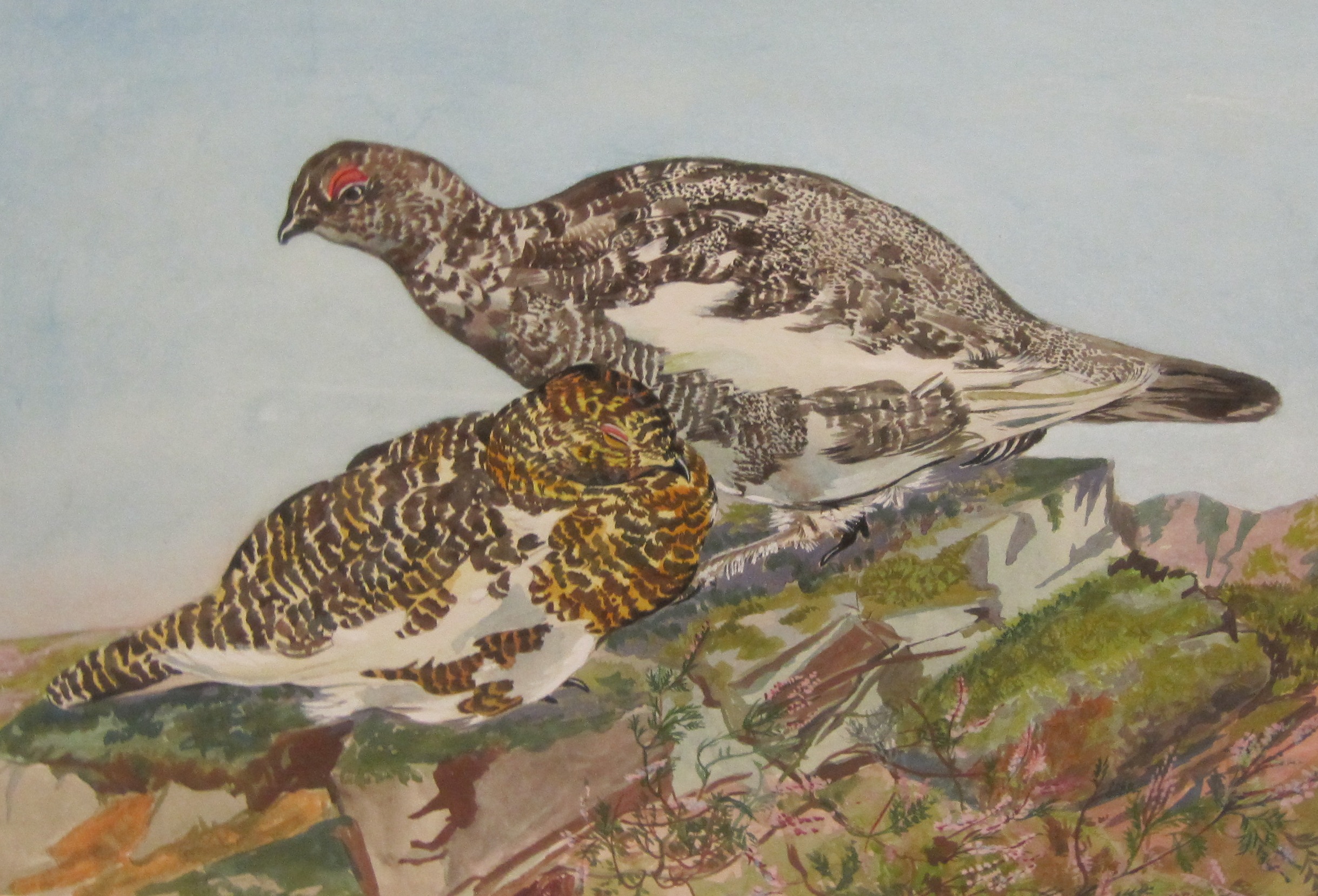 DOROTHY KING RBA. Capercaillie; Ptarmigan; and Crested Tits on branches, signed, watercolour, 10 1/2 - Image 2 of 3