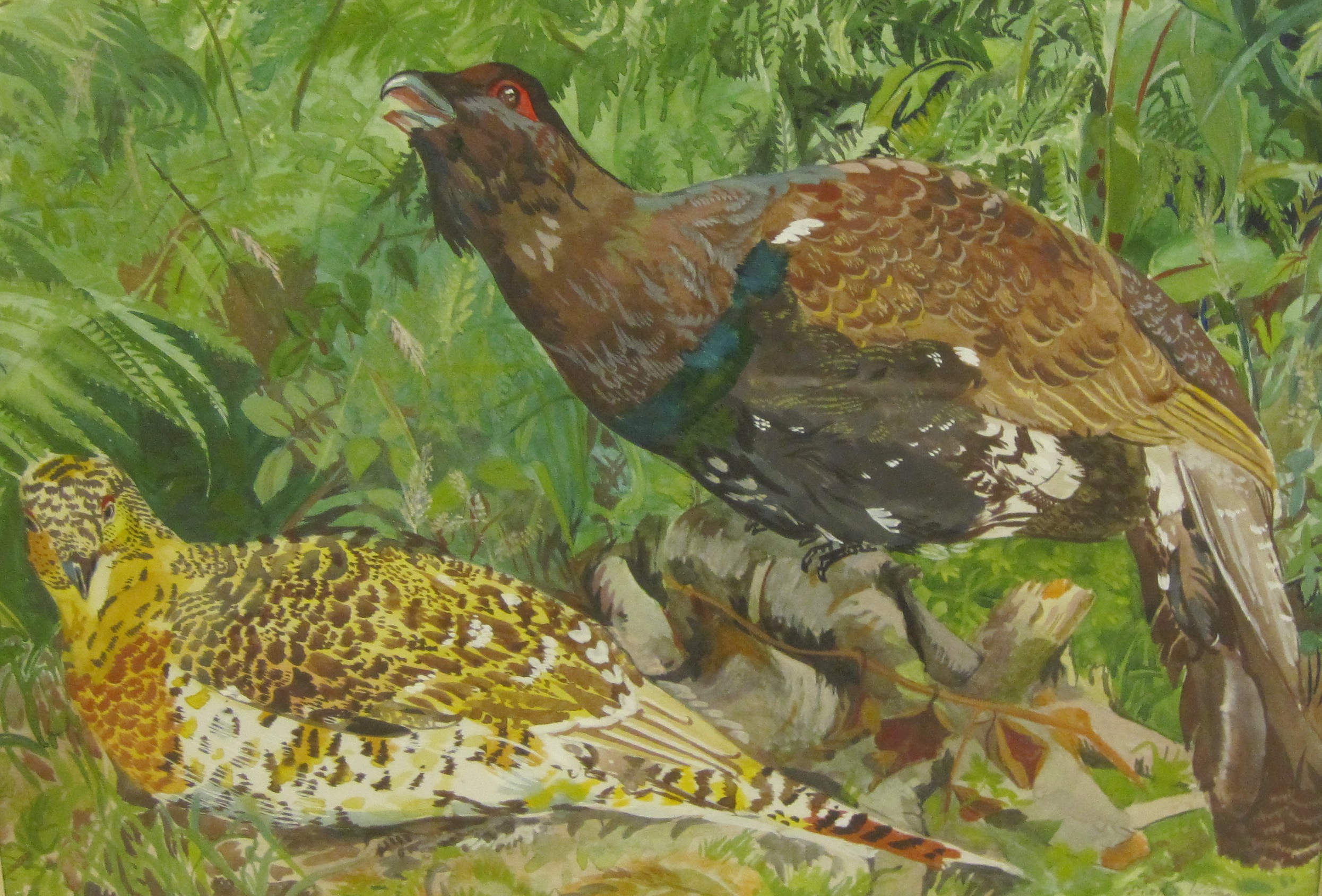 DOROTHY KING RBA. Capercaillie; Ptarmigan; and Crested Tits on branches, signed, watercolour, 10 1/2