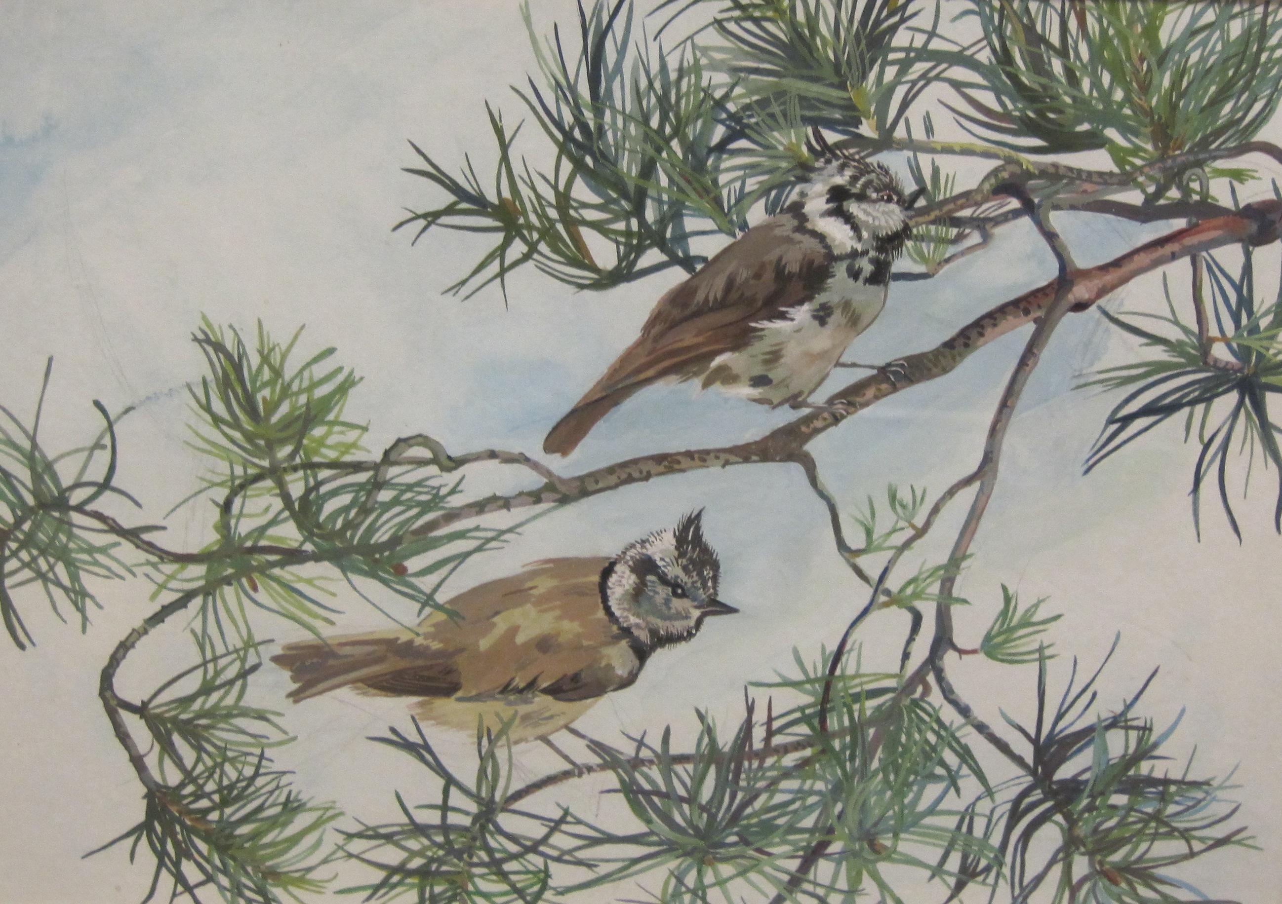 DOROTHY KING RBA. Capercaillie; Ptarmigan; and Crested Tits on branches, signed, watercolour, 10 1/2 - Image 3 of 3