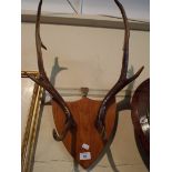 A Pair of Six Point Trophy Antlers Mount