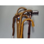 A Collection of Various Wooden Walking Sticks.