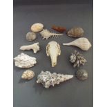 A Box of Natural History Ephemera to include Shells and Scull.