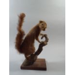 A Taxidermy Study of A Red Squirrel with Hazelnut.