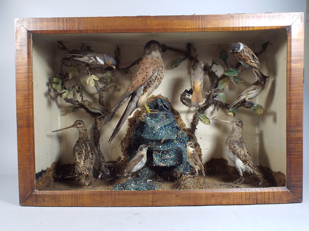 A Cased Taxidermy Diorama British Birds.