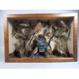 A Cased Taxidermy Diorama British Birds.