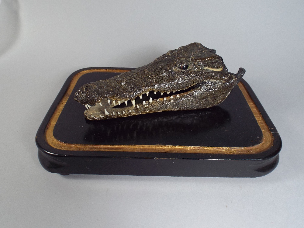 A Taxidermy Study of a Crocodiles Head Mounted on an Ebonised Plinth.