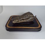 A Taxidermy Study of a Crocodiles Head Mounted on an Ebonised Plinth.