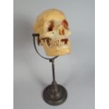 An Early 20th Century Doctors Model of a Life Size Human Skull Supported on a Metal Stand.