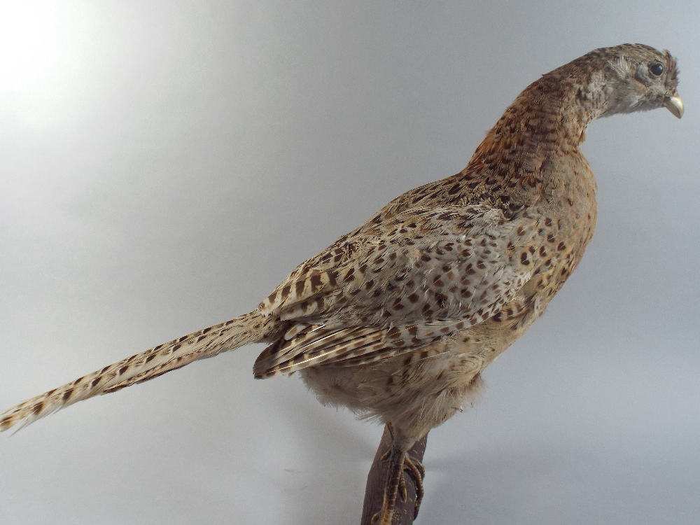 A Wall Hanging Taxidermy Study of a Hen Pheasant.