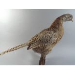 A Wall Hanging Taxidermy Study of a Hen Pheasant.