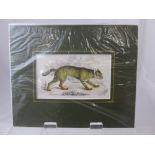 A collection of antiquarian coloured prints depicting flora, fauna, animals, birds, fish and