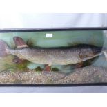 An Early 20th Century Taxidermy Pike, caught and mounted by William Lucas, 26th April 1948 in a