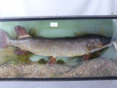 An Early 20th Century Taxidermy Pike, caught and mounted by William Lucas, 26th April 1948 in a