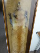 A Fox Pelt, presented in a glass case.
