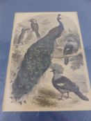 A collection of antiquarian prints depicting animals, birds, flowers etc. approx .30 items.