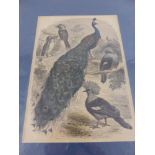 A collection of antiquarian prints depicting animals, birds, flowers etc. approx .30 items.