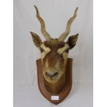 An antique taxidermy head of a gazelle together with a pair of impala horns (2)