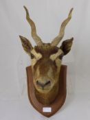 An antique taxidermy head of a gazelle together with a pair of impala horns (2)