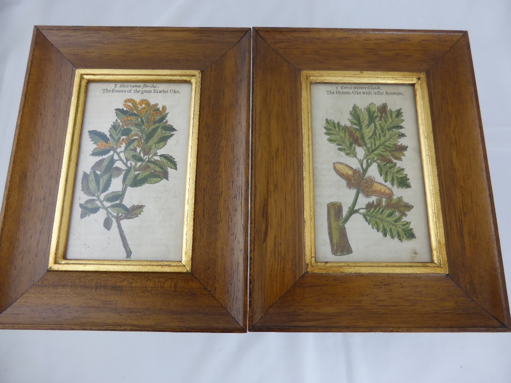A Pair of Antique Original Hand Coloured Prints, depicting flowers of the Great Scarlet Oak and