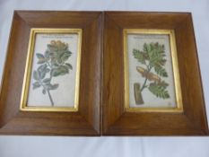 A Pair of Antique Original Hand Coloured Prints, depicting flowers of the Great Scarlet Oak and