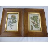 A Pair of Antique Original Hand Coloured Prints, depicting flowers of the Great Scarlet Oak and