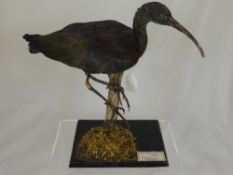 A Taxidermy Glossy Ibis (Plegadis Falcinellus), from the Peter Farringdon Collection, nr 1332,