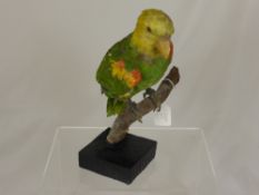 A Taxidermy Yellow Headed Amazon Parrot (Amazona Oratrix), depicted seated on a branch, 30 cms high.