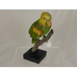 A Taxidermy Yellow Headed Amazon Parrot (Amazona Oratrix), depicted seated on a branch, 30 cms high.