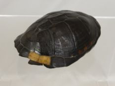 An Antique Skeletal Tortoise Shell, believe to be the burrowing tortoise, approx 15 x 10 cms.