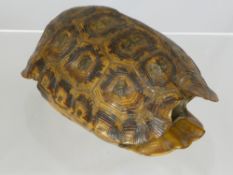 An Antique Skeletal Tortoise Shell, believed to be 'Leopard' species, the shell is approx 17 x 11