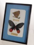 Two Asian Butterflies 'Kallima Inachus Formosana and Antrophangura Horishanus, framed and glazed