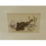 A Quantity of Antique Prints, primarily the natural world, flora and fauna, the majority mounted