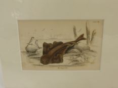 A Quantity of Antique Prints, primarily the natural world, flora and fauna, the majority mounted