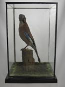 A Norfolk School Taxidermy Blue Jay in a glass case, the case approx 41 x 24 x 24 cms.