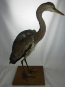 A Taxidermy European Grey Heron, standing on a wooden plinth approx 71 cms high.
