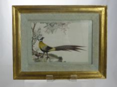 A Chinese Rice Paper Painting, depicting a Chinese pheasant, approx 27 x 18 cms, framed and glazed.