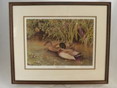 Micheal Oxenham a limited edition print No. 269/850 depicting Mallard Ducks signed in pencil