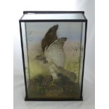 A Victorian Taxidermy Sparrowhawk with Chaffinch Prey, presented in a four sided glass case. 37 x 17