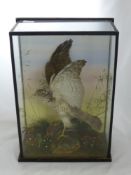 A Victorian Taxidermy Sparrowhawk with Chaffinch Prey, presented in a four sided glass case. 37 x 17