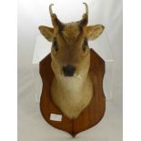 A Taxidermy Head and Shoulder Mount of a Muntjac.