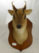 A Taxidermy Head and Shoulder Mount of a Muntjac.