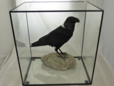 A Quality Taxidermy African White Collared Raven, by Carl Church Taxidermist, presented in a five