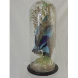 A Victorian Taxidermy Blue Jay under a glass dome.