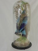 A Victorian Taxidermy Blue Jay under a glass dome.