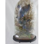 A Victorian Taxidermy of Blue Birds under a glass dome.