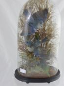 A Victorian Taxidermy of Blue Birds under a glass dome.