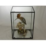 A Taxidermy African Hoopoe, seated on oyster mushroom, in a five sided case. 26 20 36 cms.