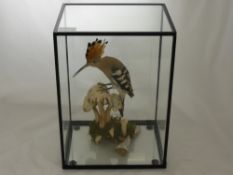 A Taxidermy African Hoopoe, seated on oyster mushroom, in a five sided case. 26 20 36 cms.