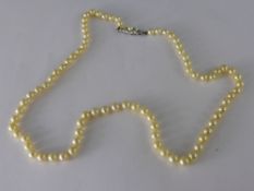 A String of Cultured Pearls on silver clasp, approx 49 cms long.