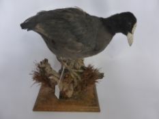 An Antique Taxidermy of a Diving Coot.